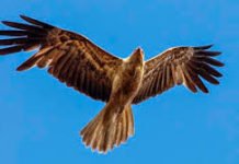 चील के क्रियाकलाप से जाने शकुन-अपशकुन