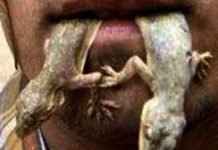 छिपकली व गिरगिट को लेकर जाने शगुन-अपशगुन