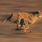 images (10)
