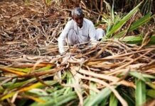 तीन नवंबर को प्रदेशभर में प्रदर्शन करेंगे किसान